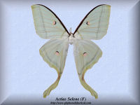 6-butterfly-Actias-Selene-(F)-Thailand